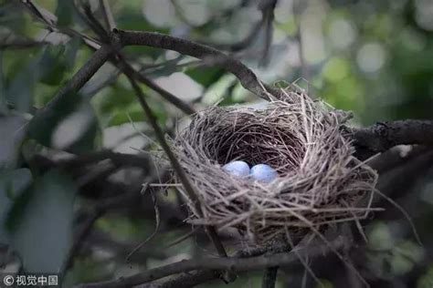 男女生殖器 會築巢的鳥